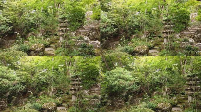 手持拍摄的禅宗氛围中，有石头和本土树木的日本青翠寺庙花园