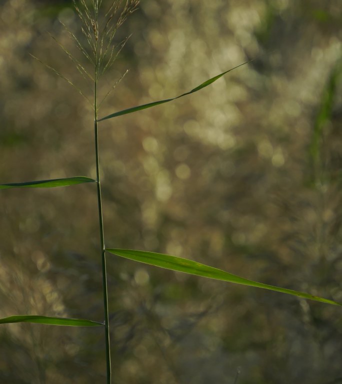 秋日黄昏 飘荡的芦苇草