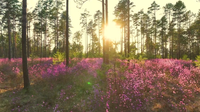 森林 花草 阳光 色彩