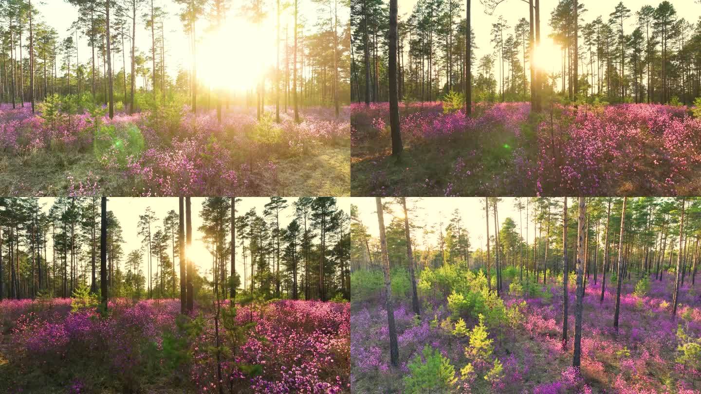森林 花草 阳光 色彩