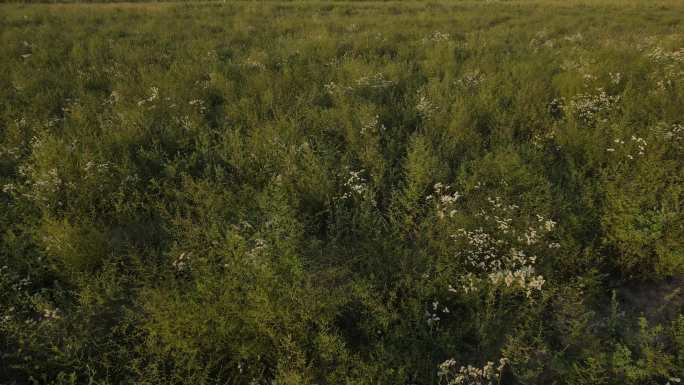 陕北黄土高原牧草环境地貌植被38