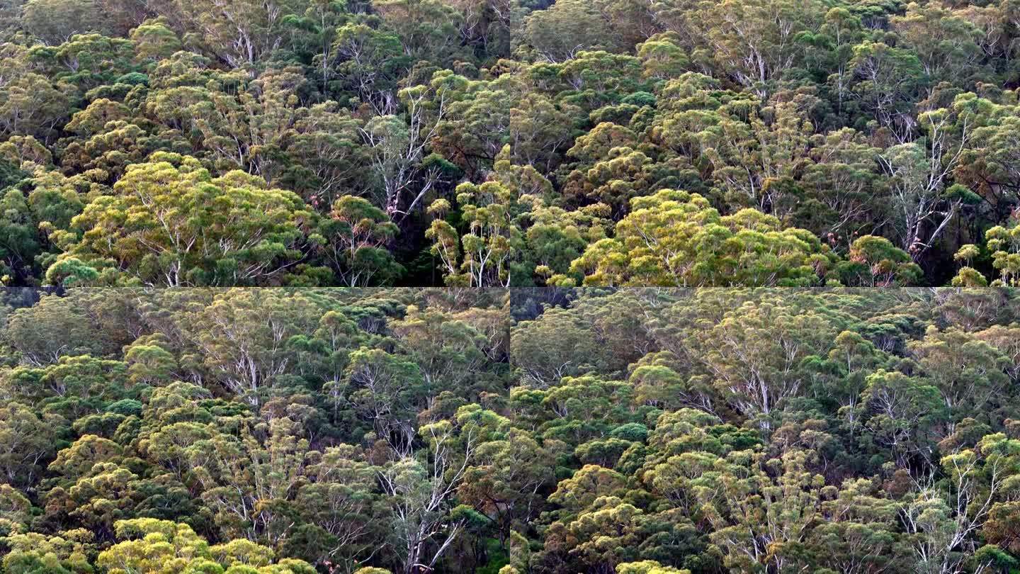 树林里的一群树，鸟瞰图，澳大利亚调性