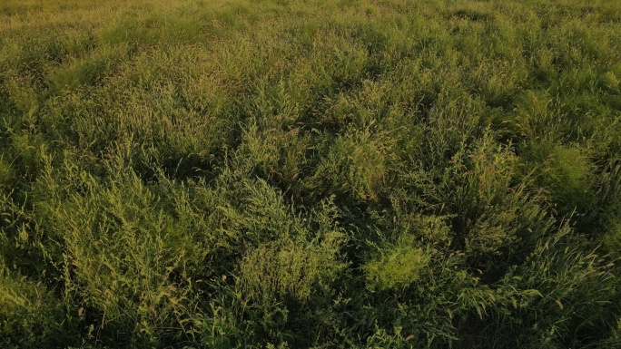 陕北黄土高原牧草环境地貌植被25