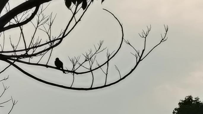 傍晚孤单的小鸟归巢树枝剪影