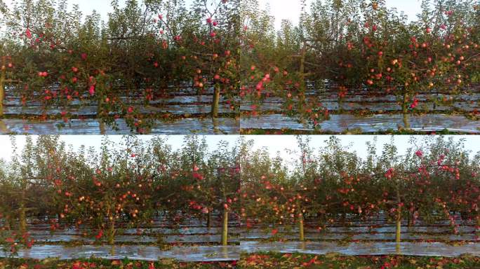 苹果 大面积苹果