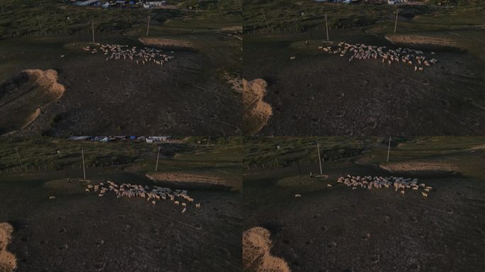 陕北黄土高原羊群牧草环境地貌植被放羊17
