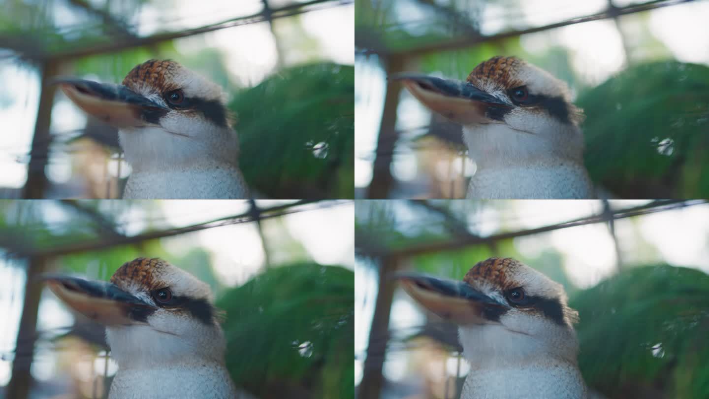 塔斯马尼亚岛的笑翠鸟