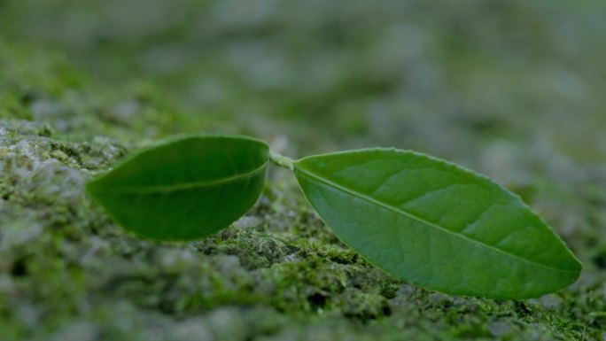 茶 生态