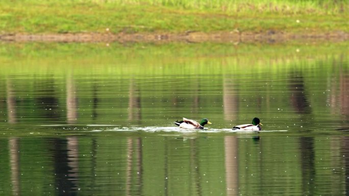 两只绿头鸭在湖里游泳