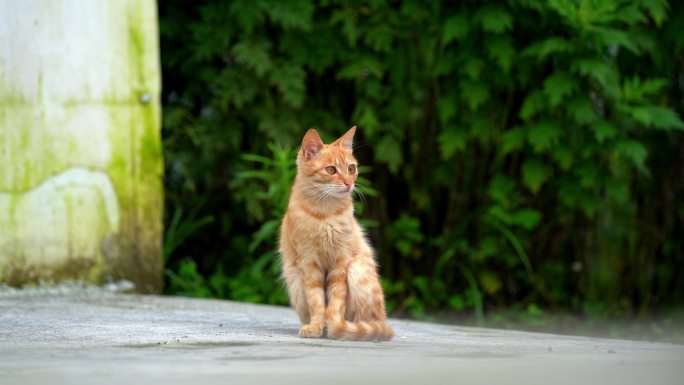 一只橘猫  猫望向远方