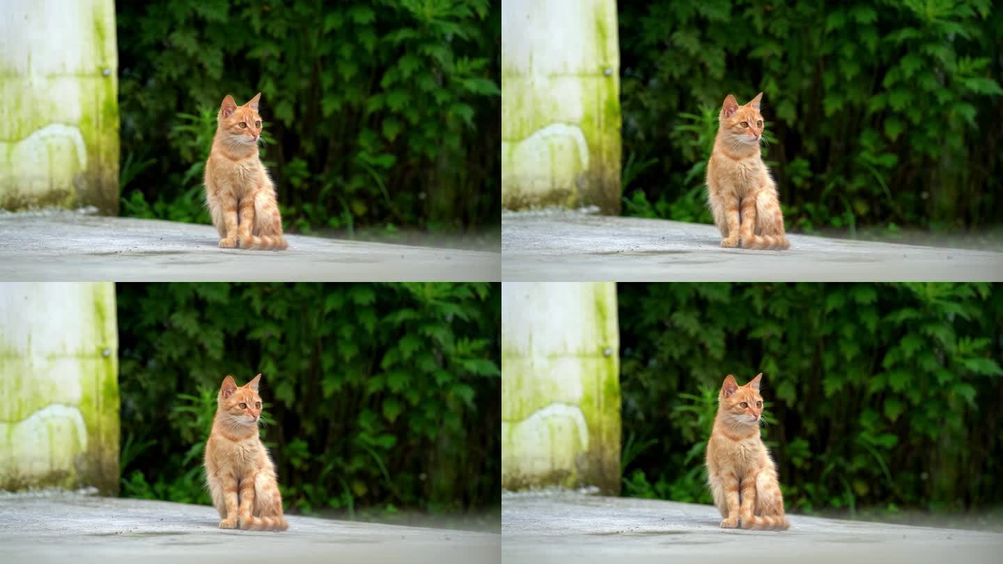 一只橘猫  猫望向远方
