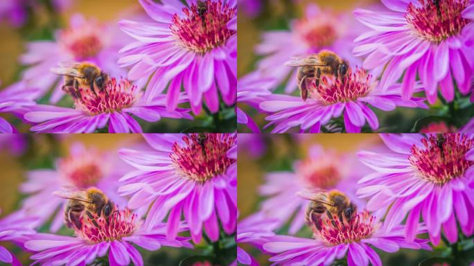 蜜蜂蜜蜂采蜜蜂蜜动物生物昆虫