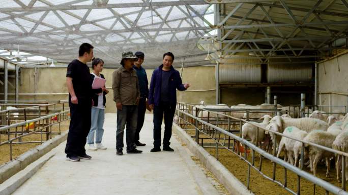 养殖业养羊    干部帮扶