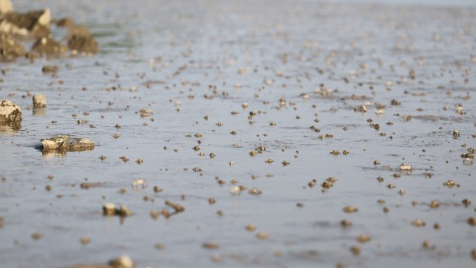 沙滩螃蟹延时2