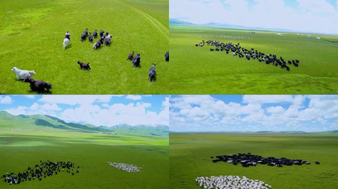 航拍草原牦牛 牛羊成群
