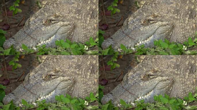 鳄鱼头特写。鳄鱼一动不动地躺在草地上。鳄鱼的眼睛、牙齿和下巴特写