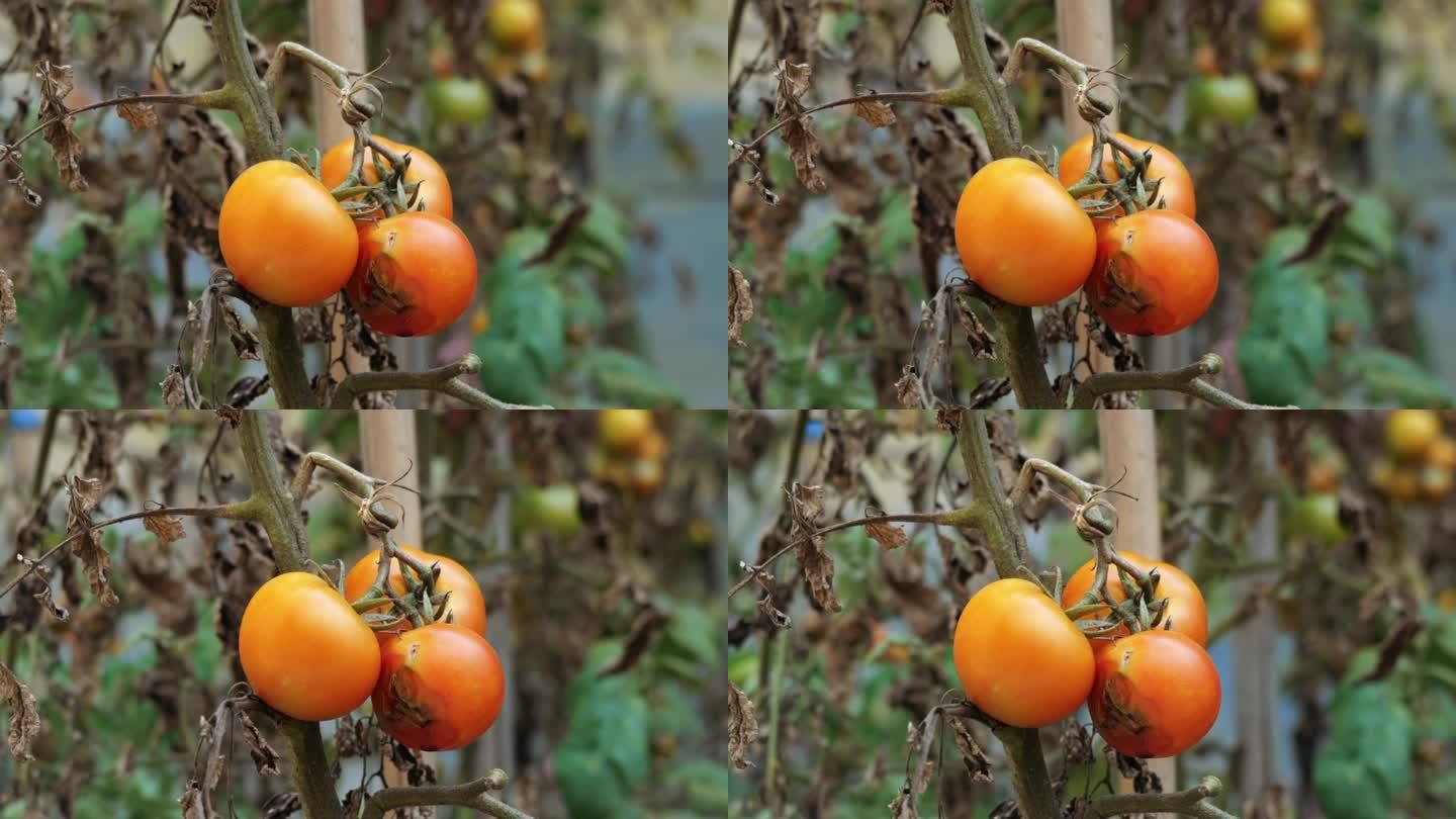 熟透的西红柿番茄