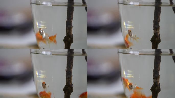 电影机拍摄鱼缸里小金鱼