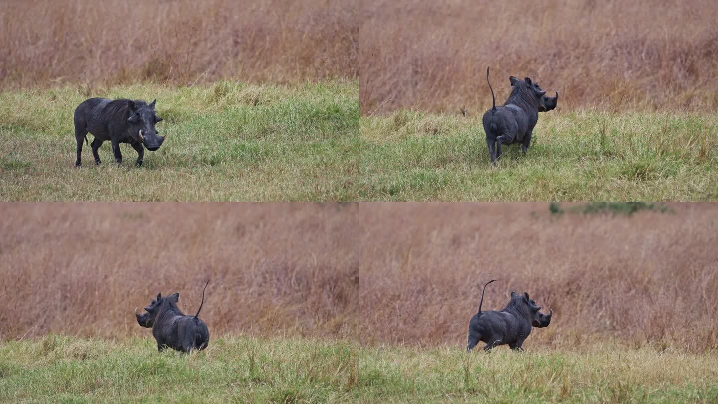 疣猪盯着镜头，跑进了草原