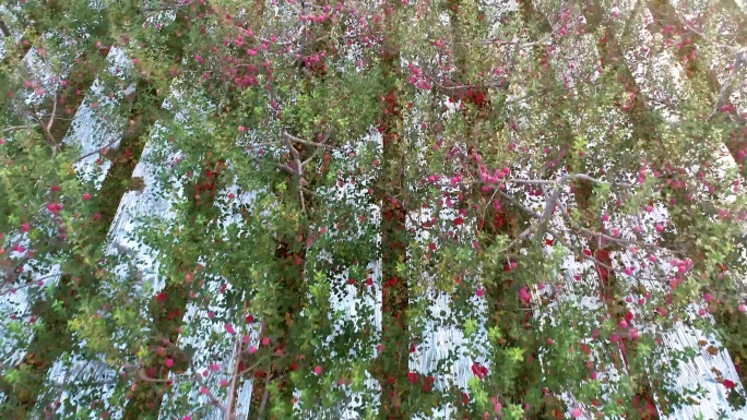 苹果 大面积苹果