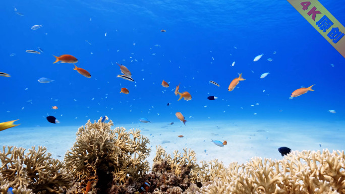 海底世界鱼群游动海龟光影潜水光线