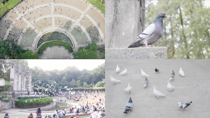 紫金山音乐台合集