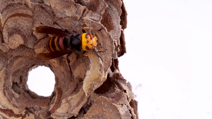 蜂巢里黄蜂梳理毛发的4K慢动作视频。