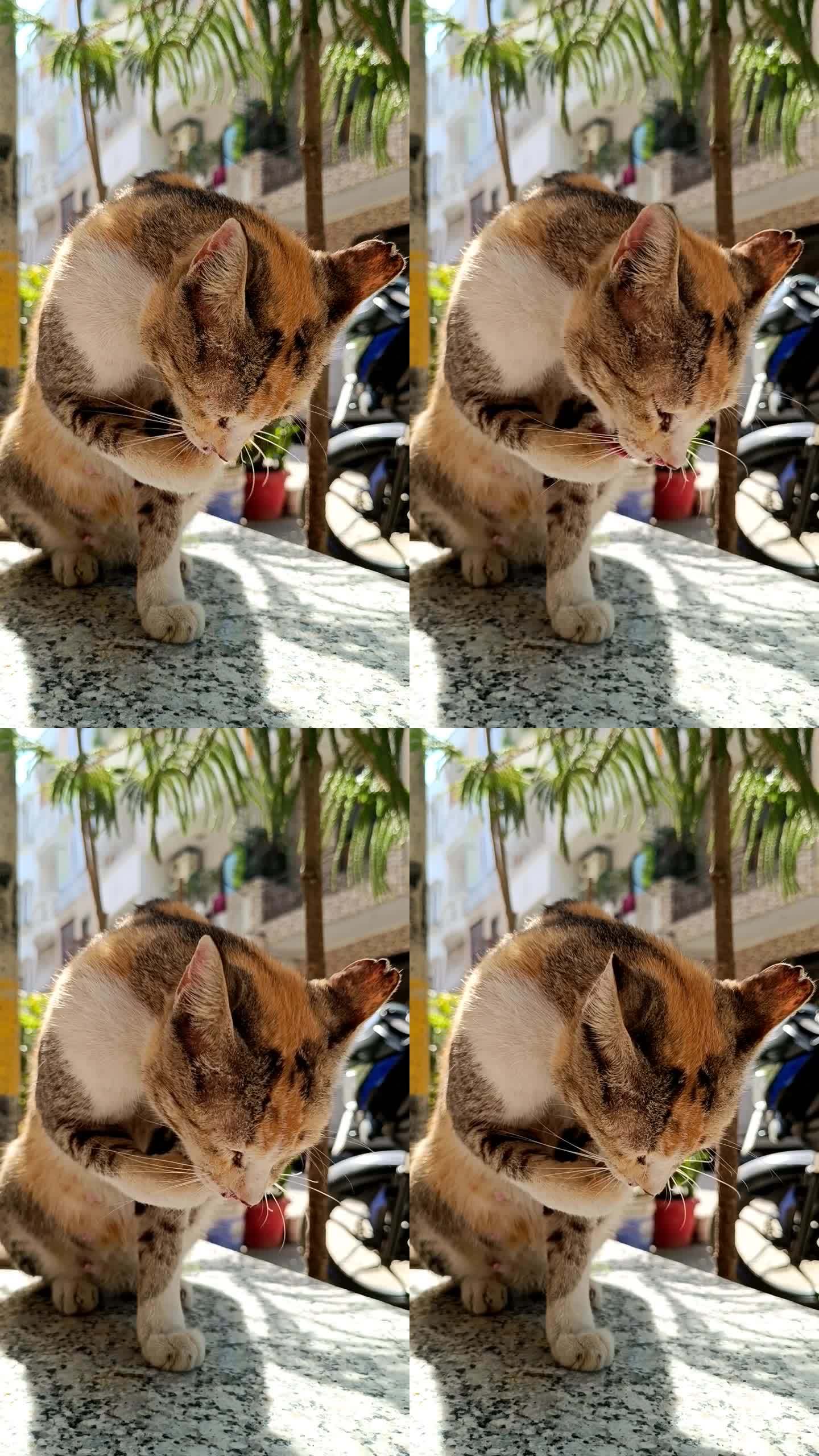 猫为什么舔自己的尾巴百科在线