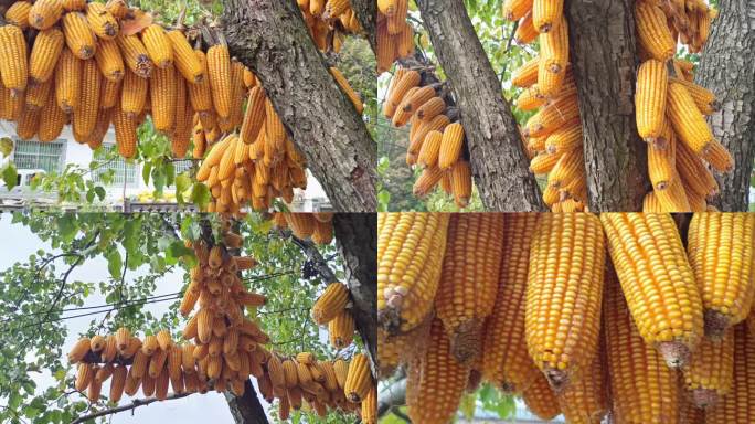 挂在树上的玉米串