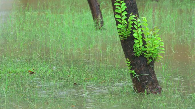 雨润绿植-慢镜头