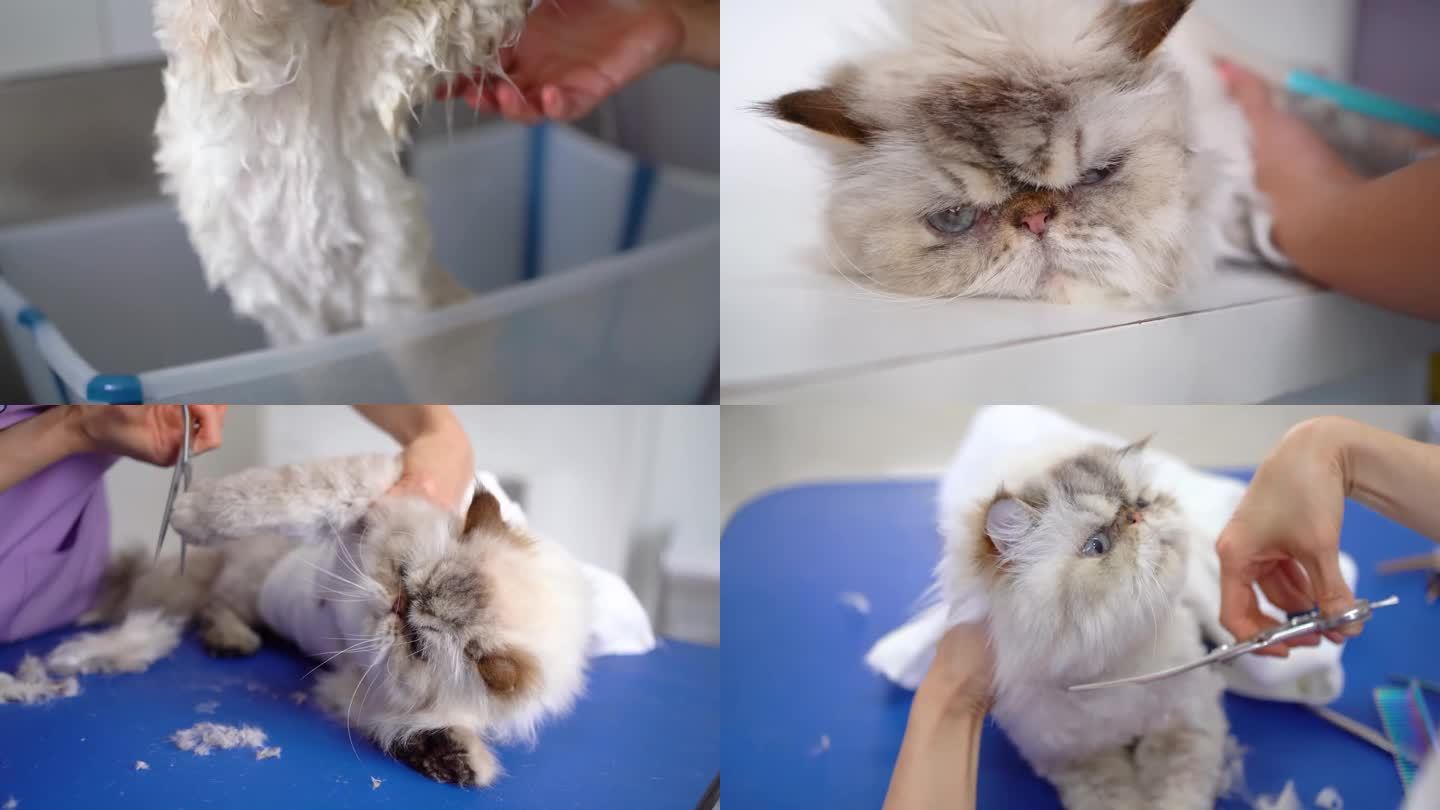 宠物加菲猫洗澡 修剪毛发过程