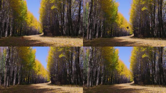 秋天金黄树叶铺设的林荫大道