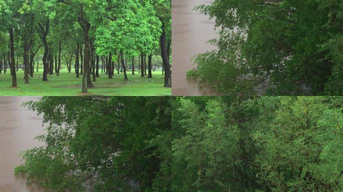 雨水绿叶-慢镜头