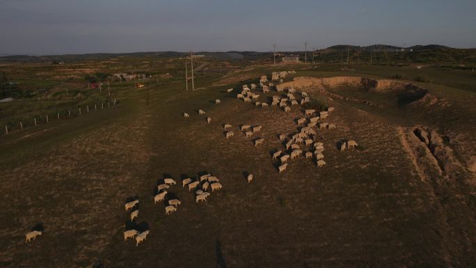 陕北黄土高原羊群牧草环境地貌植被放羊11