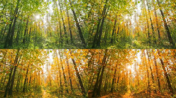 4K变换季节从绿色的夏天到黄色的秋天森林景观。美丽的太阳阳光在秋天的树林。阳光透过树叶照进树林。秋日