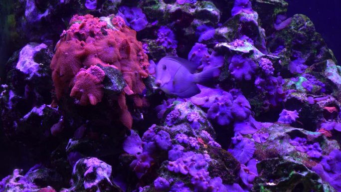 漂浮的奇特荧光鱼在珊瑚礁珊瑚背景4K。平静的水景。Zebrasoma蛾。水，自然，动物，鱼，暗，小，