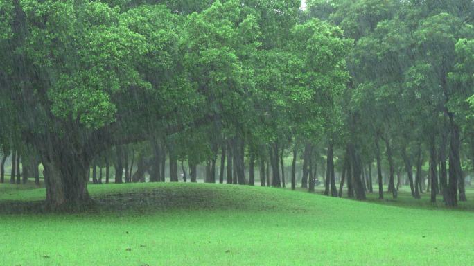 下雨天公园植物