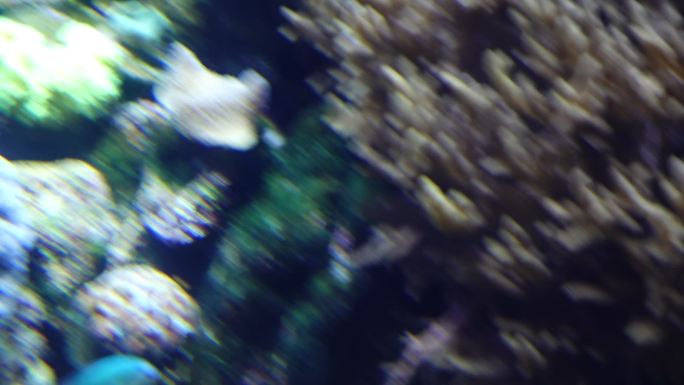 海底珊瑚海鱼