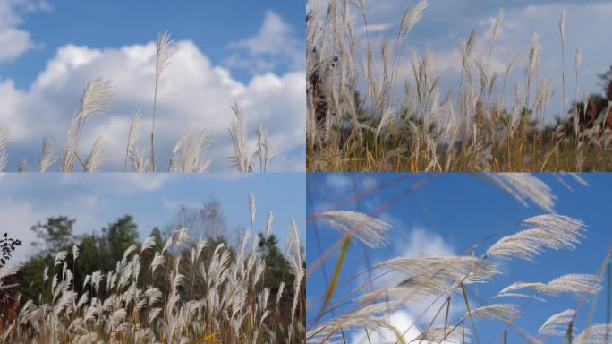 实拍芦苇 芦苇丛 飘动的芦苇 4k 芦苇