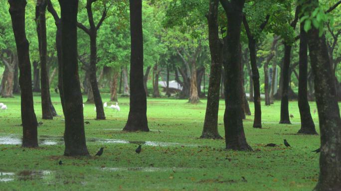 公园秋雨-高速摄影