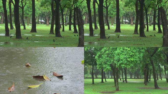 公园秋雨-高速摄影