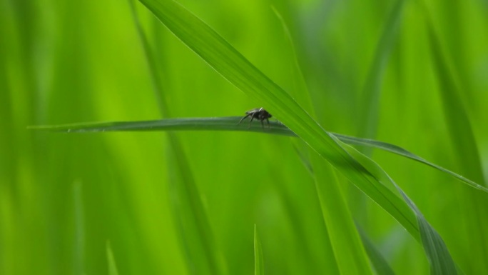 蜘蛛在绿草上玩稻草——绿——金——稻。