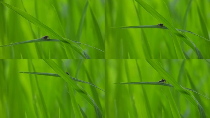 蜘蛛在绿草上玩稻草——绿——金——稻。