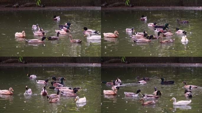 一群鸭子在游泳。野生