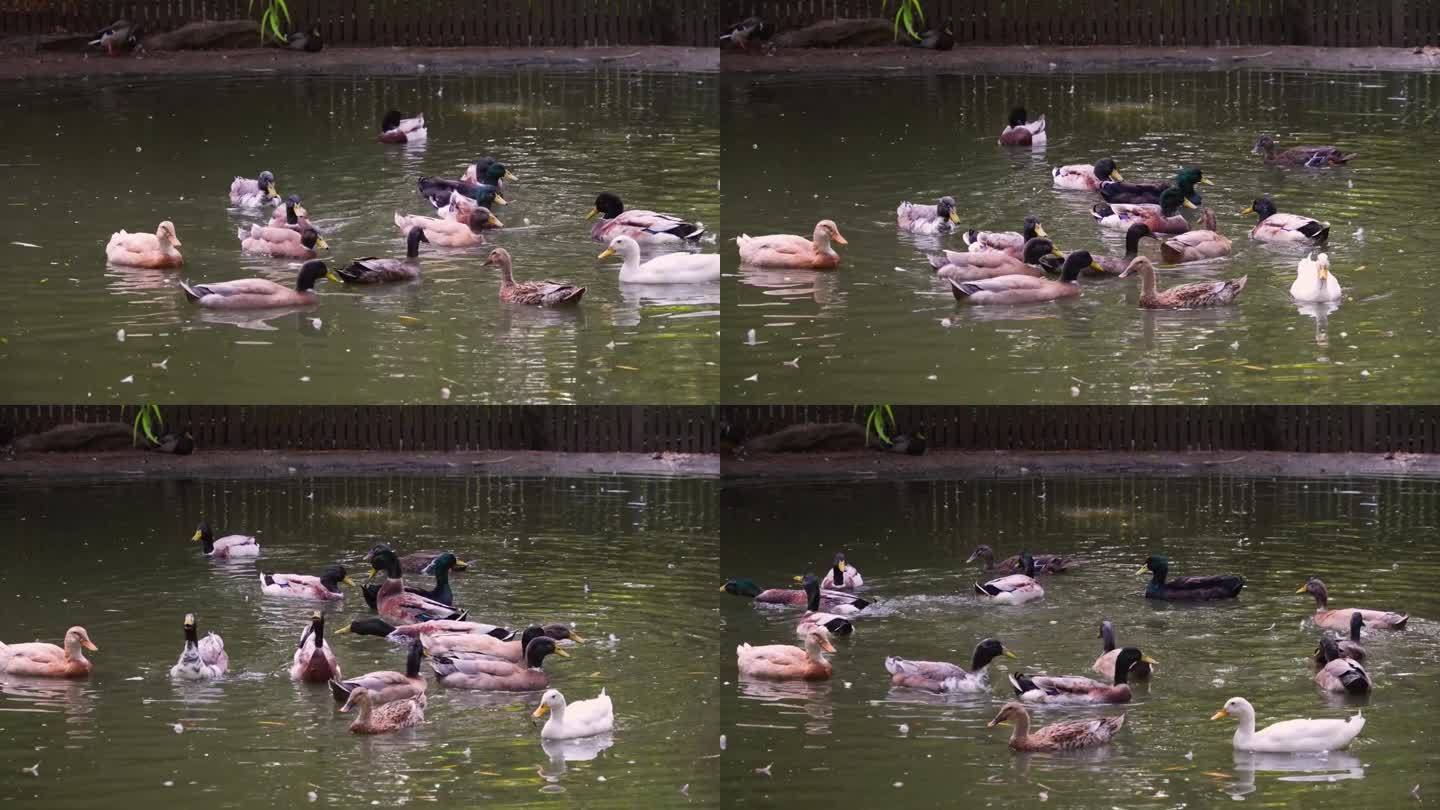 一群鸭子在游泳。野生