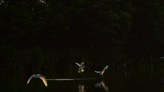清晨湖面白鹭觅食飞翔