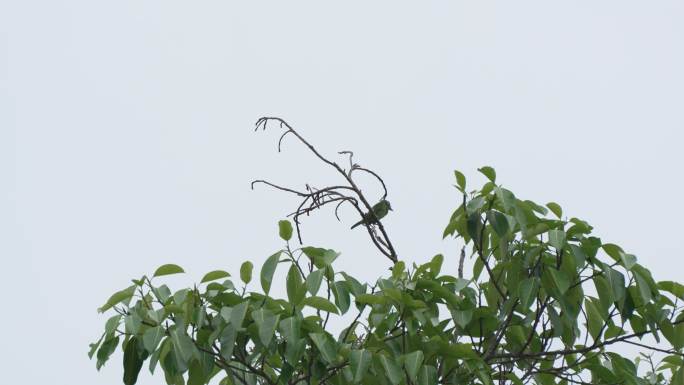 蓝喉拟啄木鸟