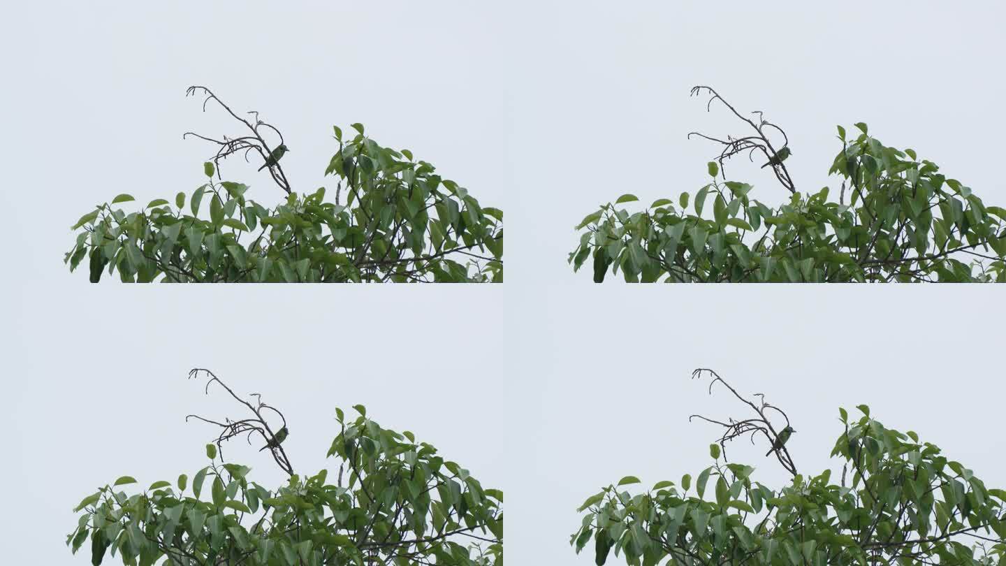 蓝喉拟啄木鸟