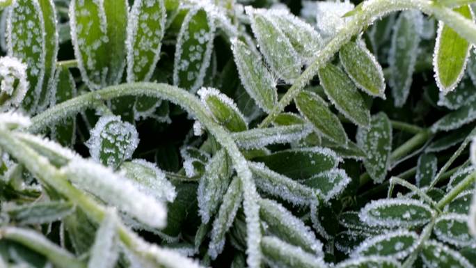 霜 霜降 植物结霜 上霜
