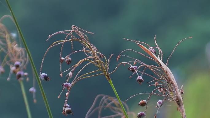 湖边野生植物野花果实